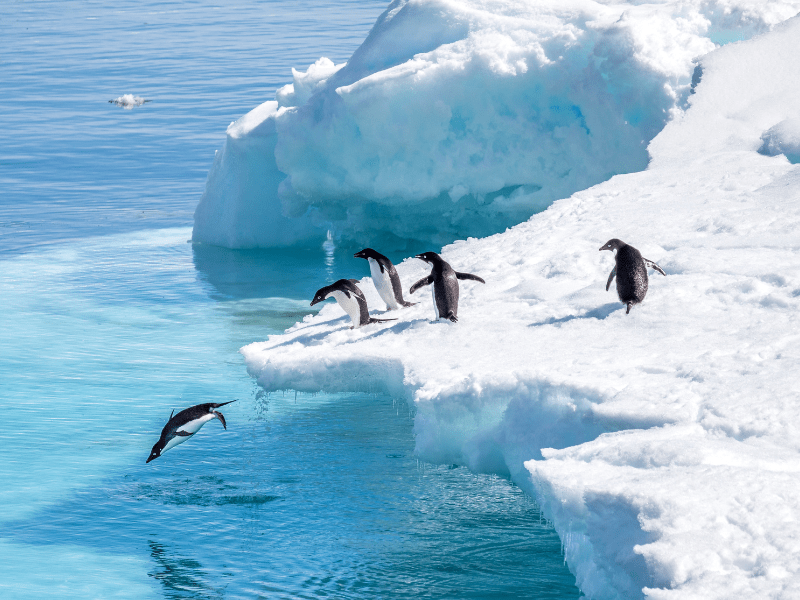 Antarctica and South America cruise package from Australia