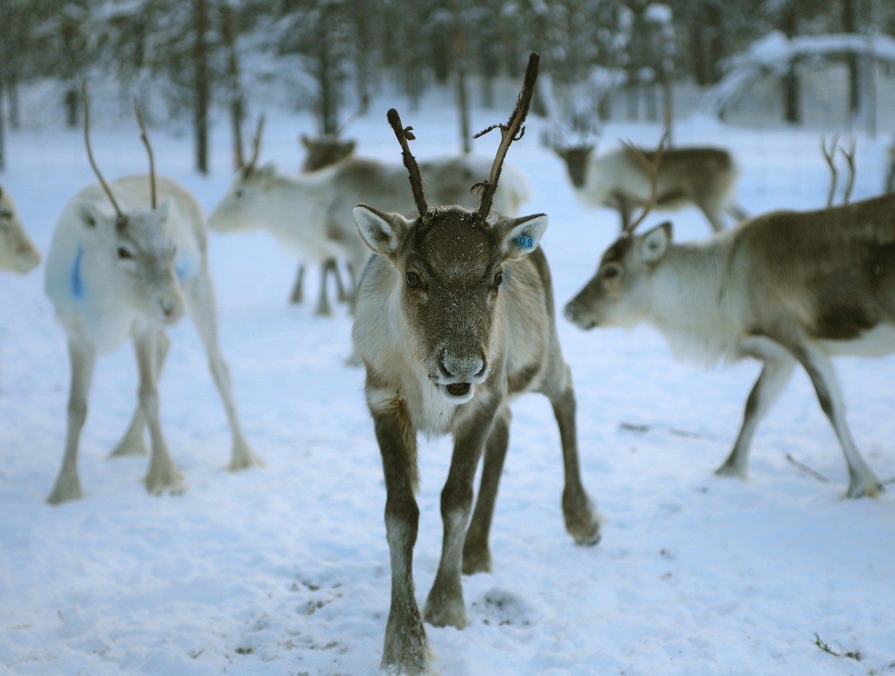 /photos/shares/Finland/reindeer-gb486e12c8_1280.jpg