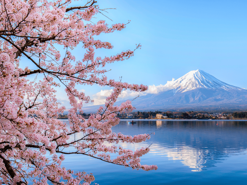 Mount Fuji in Japan during cherry blossom season 